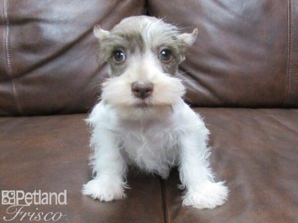Miniature Schnauzer-DOG-Female-liver white-25091-Petland Frisco, Texas
