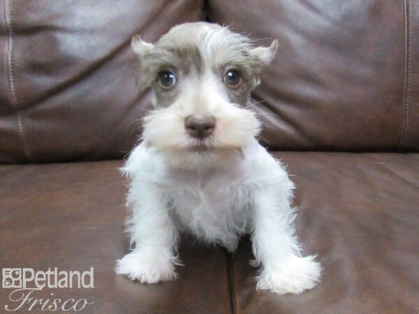 Miniature Schnauzer DOG Female liver white 25091 Petland Frisco, Texas