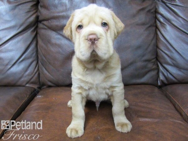 Mini Hippo DOG Male BUFF 25090 Petland Frisco, Texas