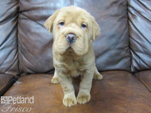 Mini Hippo DOG Female BUFF 25089 Petland Frisco, Texas