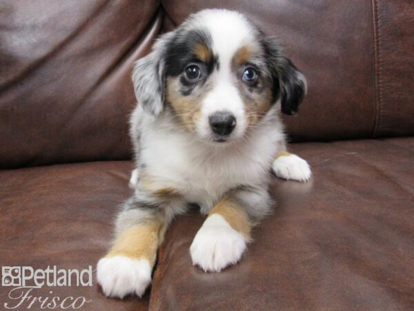 Miniature Australian Shepherd-DOG-Male-BLUE MERLE-25088-Petland Frisco & Mckinney, Texas