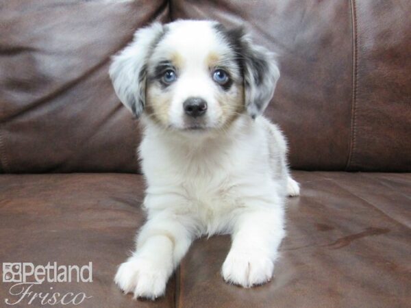 Miniature Australian Shepherd DOG Male BLUE MERLE 25087 Petland Frisco, Texas