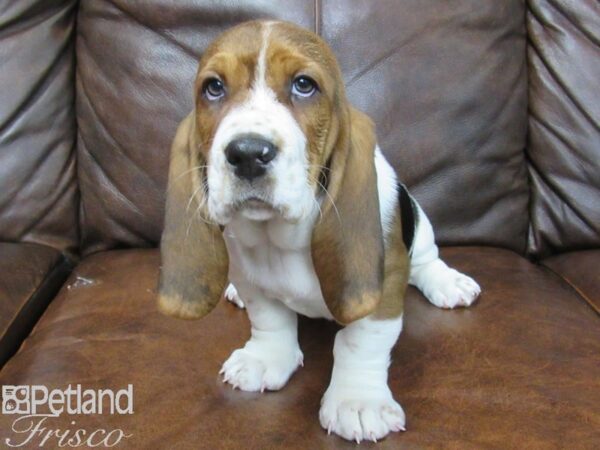 Basset Hound DOG Female Tri 25085 Petland Frisco, Texas