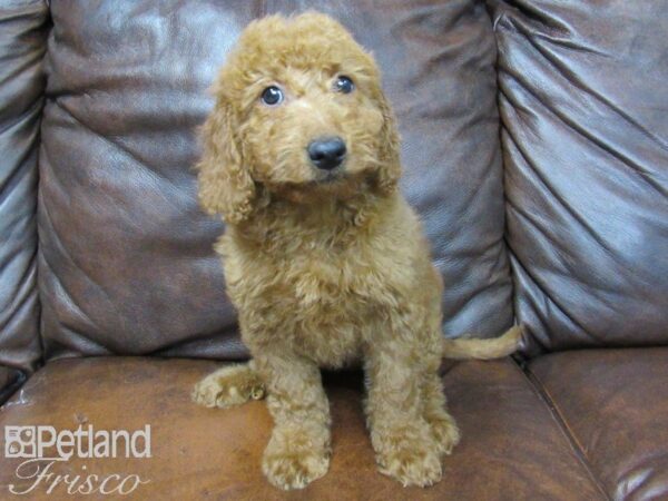 Goldendoodle Mini 2nd Gen DOG Female Red 25084 Petland Frisco, Texas