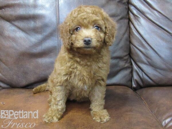 Goldendoodle Mini 2nd Gen DOG Female Red 25083 Petland Frisco, Texas