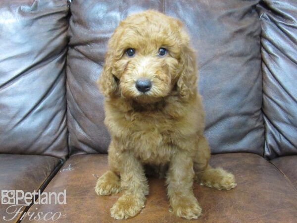 Goldendoodle Mini 2nd Gen DOG Male Red 25081 Petland Frisco, Texas