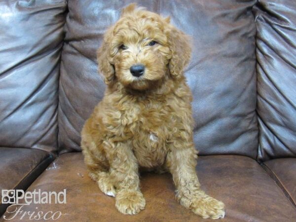 Goldendoodle Mini 2nd Gen DOG Male Red 25080 Petland Frisco, Texas