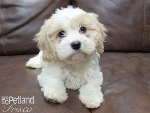 Cavachon-DOG-Female-White and Tan-25112-Petland Frisco & Mckinney, Texas