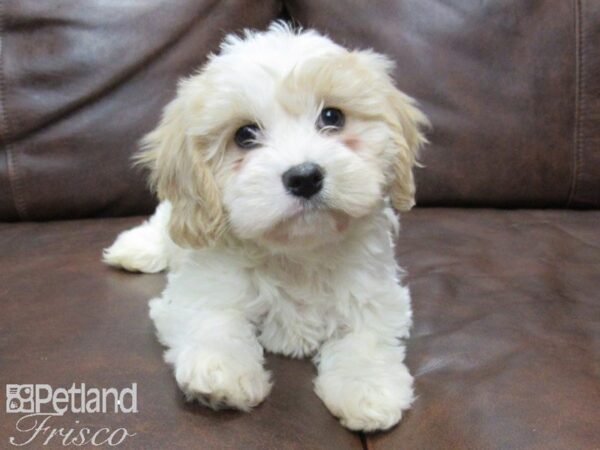 Cavachon DOG Female White and Tan 25112 Petland Frisco, Texas