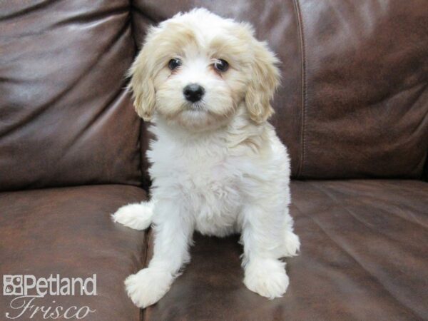 Cavachon-DOG-Female-White and Tan-25111-Petland Frisco, Texas