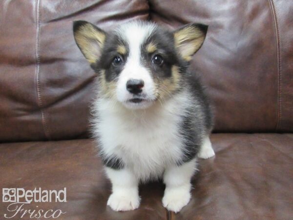 Pembroke Welsh Corgi-DOG-Male-Tri-25109-Petland Frisco & Mckinney, Texas