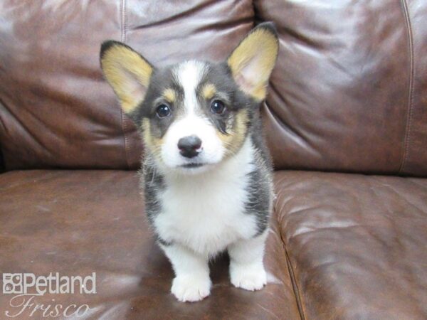 Pembroke Welsh Corgi DOG Male Tri 25108 Petland Frisco, Texas