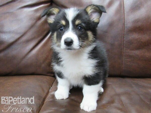 Pembroke Welsh Corgi-DOG-Female-Tri-25107-Petland Frisco & Mckinney, Texas