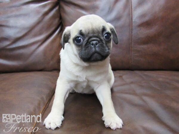 Pug DOG Male Fawn 25208 Petland Frisco, Texas