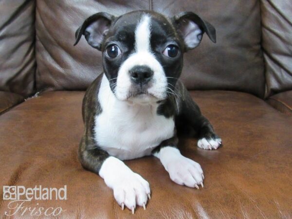 Boston Terrier-DOG-Female-BLK WHITE-25207-Petland Frisco & Mckinney, Texas