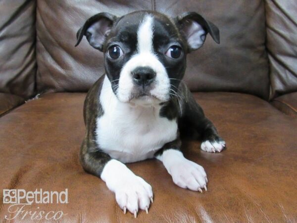 Boston Terrier DOG Female BLK WHITE 25207 Petland Frisco, Texas