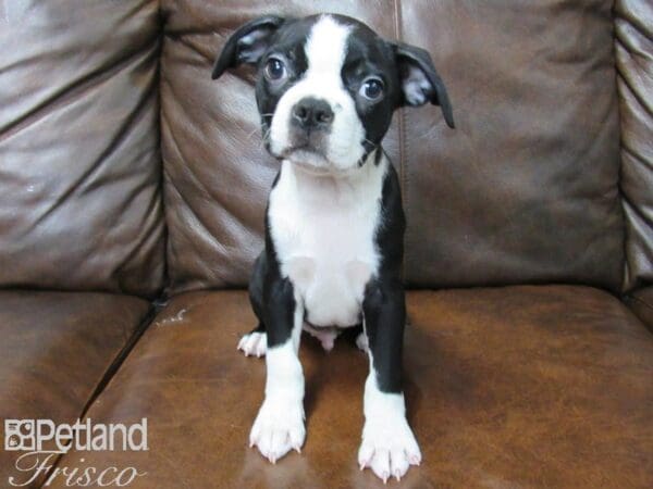 Boston Terrier-DOG-Male-BLK WHITE-25206-Petland Frisco, Texas