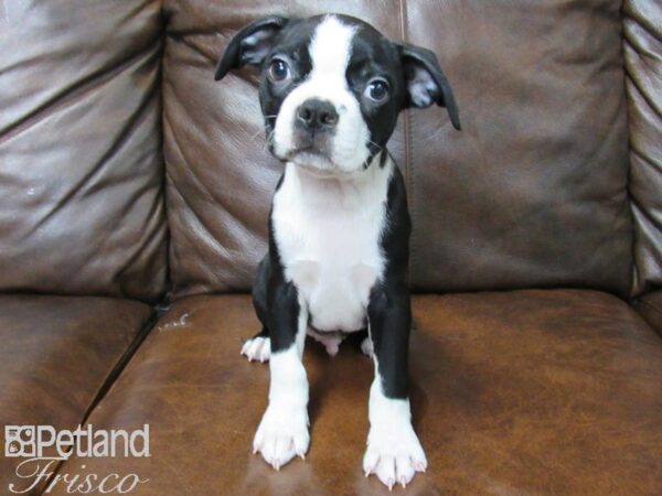 Boston Terrier DOG Male BLK WHITE 25206 Petland Frisco, Texas