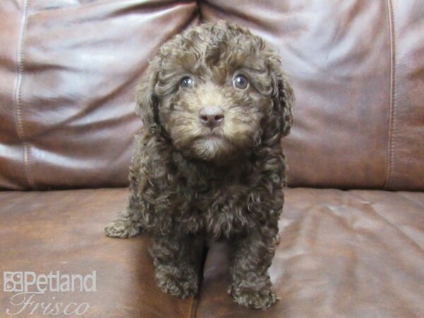 Miniature Poodle DOG Female CHOC WHITE 25202 Petland Frisco, Texas