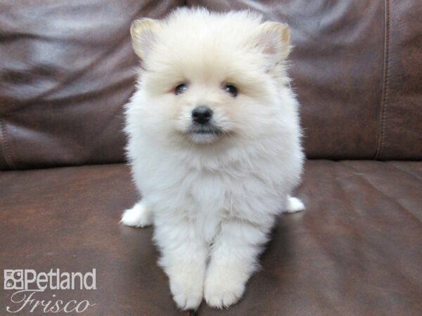 Pomeranian DOG Male SABLE 25197 Petland Frisco, Texas