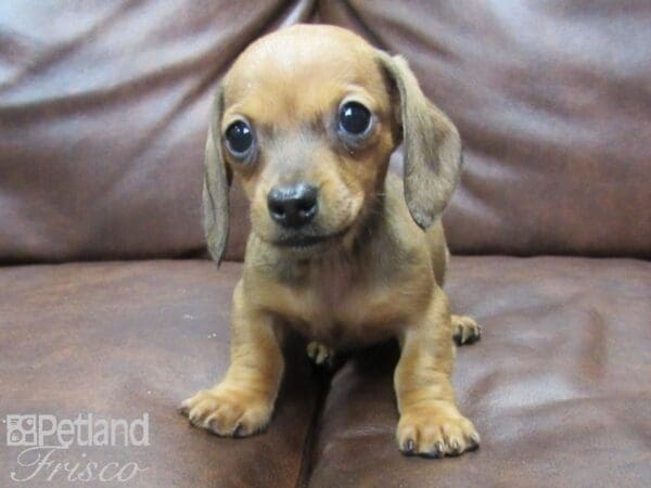 Miniature Dachshund-DOG-Female-RED-25196-Petland Frisco, Texas