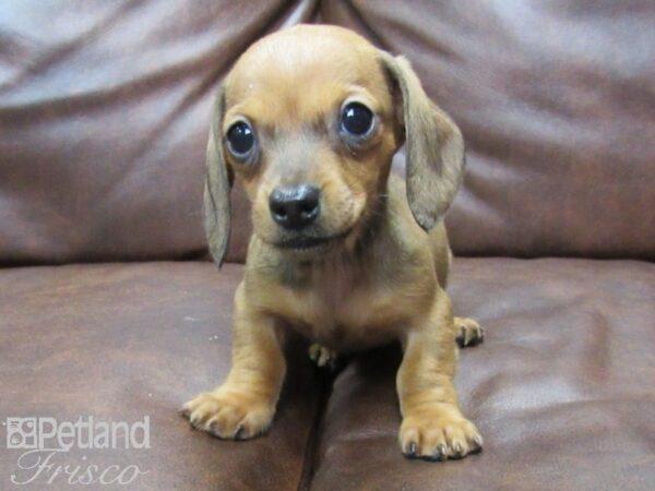 Miniature Dachshund DOG Female RED 25196 Petland Frisco, Texas