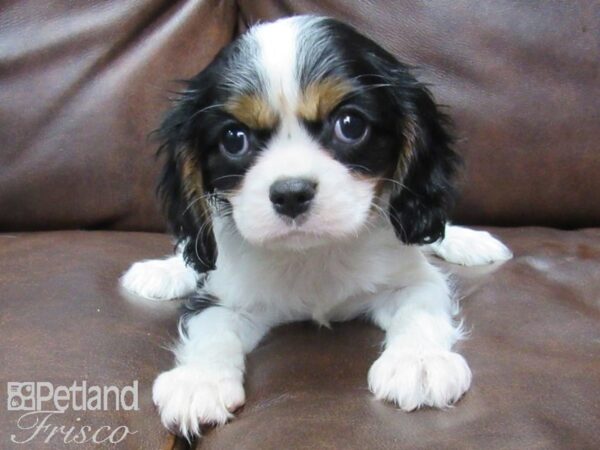 Cavalier King Charles Spaniel DOG Female TRI 25192 Petland Frisco, Texas