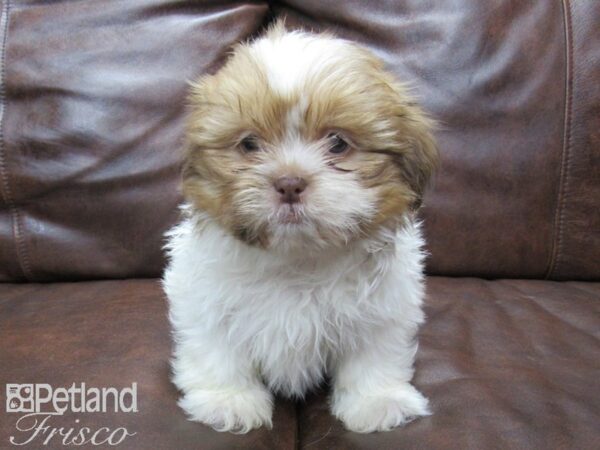 Shih Tzu-DOG-Female-brown white-25191-Petland Frisco & Mckinney, Texas