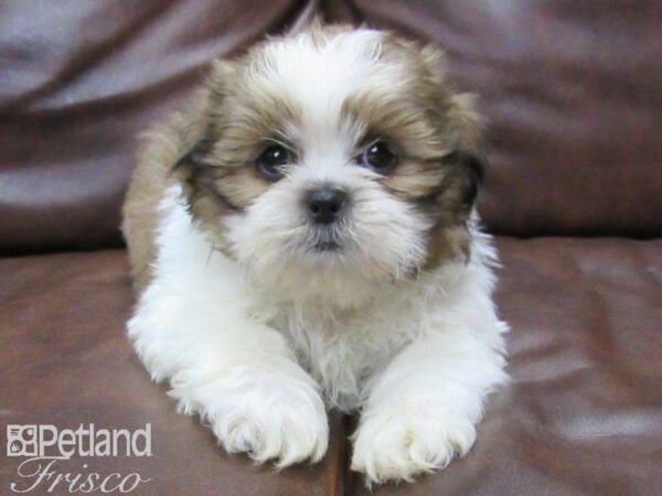 Shih Tzu DOG Male brown white 25190 Petland Frisco, Texas