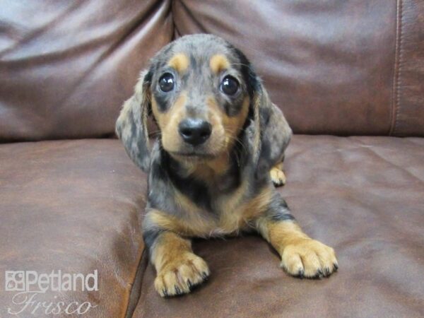 Miniature Dachshund DOG Female DAPPLE 25189 Petland Frisco, Texas