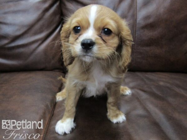 Cavalier King Charles Spaniel DOG Male RUBY 25184 Petland Frisco, Texas