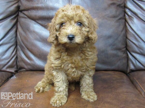 F2 MINI GOLDENDOODLE-DOG-Male-Red-25180-Petland Frisco & Mckinney, Texas