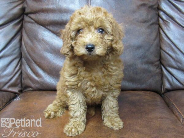 F2 MINI GOLDENDOODLE DOG Male Red 25180 Petland Frisco, Texas