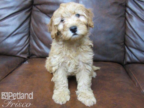 F2 MINI GOLDENDOODLE DOG Male Red 25179 Petland Frisco, Texas