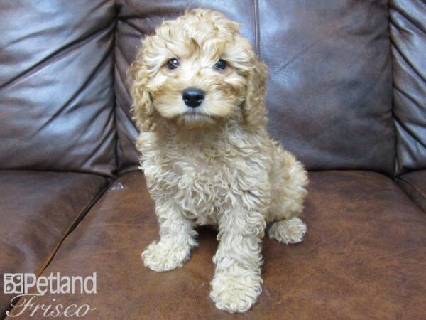 F2 MINI GOLDENDOODLE DOG Female Red 25178 Petland Frisco, Texas