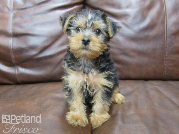 Yorkshire Terrier DOG Female Black and Tan 25163 Petland Frisco, Texas