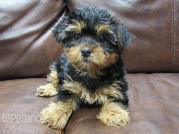 Yorkshire Terrier-DOG-Female-Black and Tan-25162-Petland Frisco & Mckinney, Texas