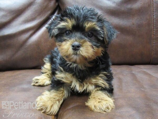 Yorkshire Terrier DOG Female Black and Tan 25162 Petland Frisco, Texas