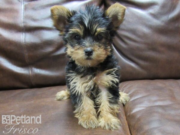 Yorkshire Terrier DOG Female Black and Tan 25161 Petland Frisco, Texas