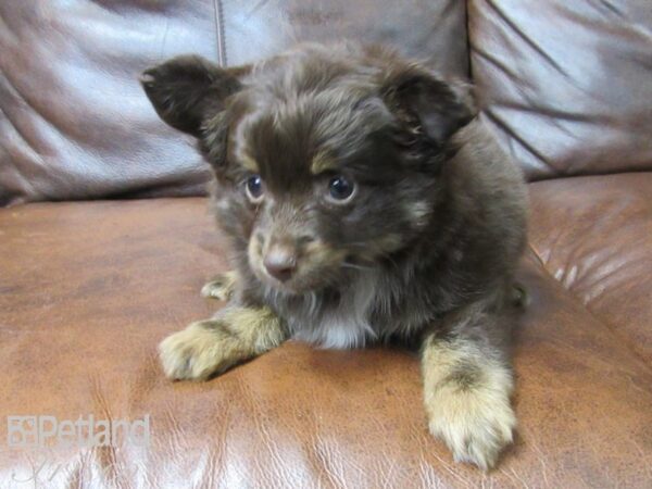 Toy Australian Shepherd DOG Male Chocolate and White 25157 Petland Frisco, Texas