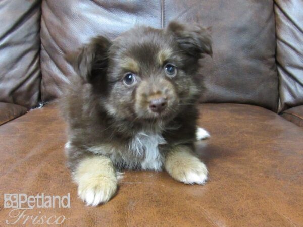 Toy Australian Shepherd-DOG-Male-Chocolate and White-25156-Petland Frisco & Mckinney, Texas