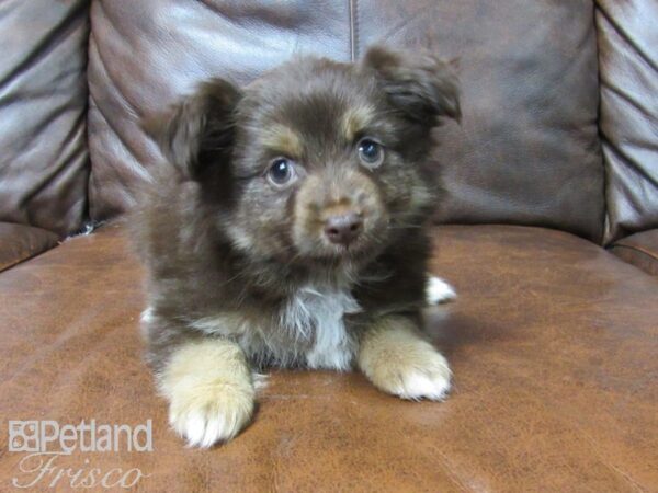 Toy Australian Shepherd DOG Male Chocolate and White 25156 Petland Frisco, Texas