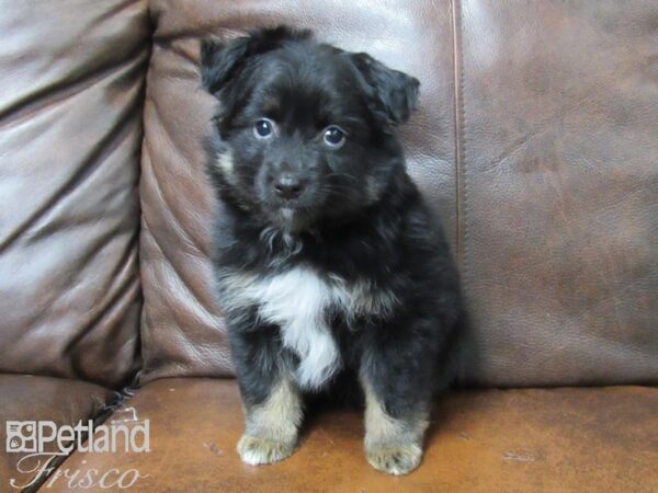 Toy Australian Shepherd DOG Male Tri 25155 Petland Frisco, Texas