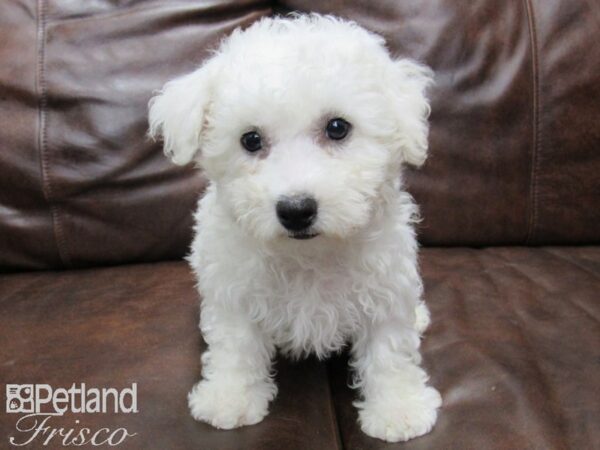 Bichon Frise-DOG-Male-White-25153-Petland Frisco & Mckinney, Texas