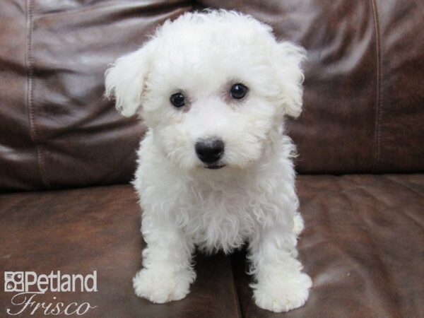 Bichon Frise DOG Male White 25153 Petland Frisco, Texas