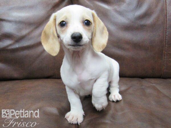 Dachshund DOG Female Leon and White 25151 Petland Frisco, Texas