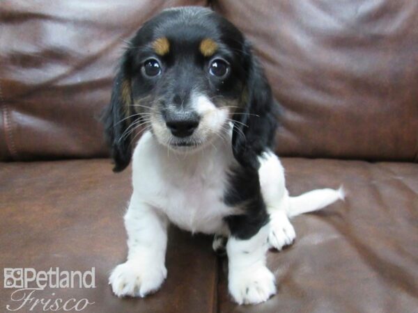 Dachshund DOG Female Tri 25150 Petland Frisco, Texas