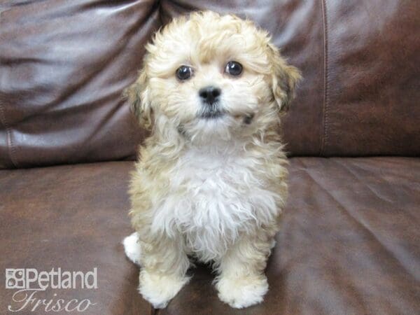 Lhasapoo-DOG-Female-Red Golden and White-25147-Petland Frisco, Texas
