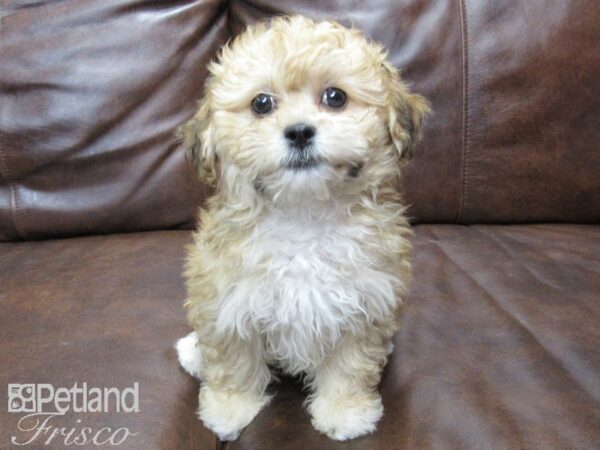 Lhasapoo DOG Female Red Golden and White 25147 Petland Frisco, Texas