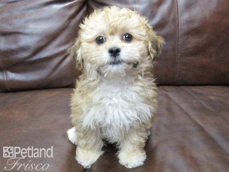 Lhasapoo-DOG-Female-Red Golden and White-2675817-Petland Frisco, Texas